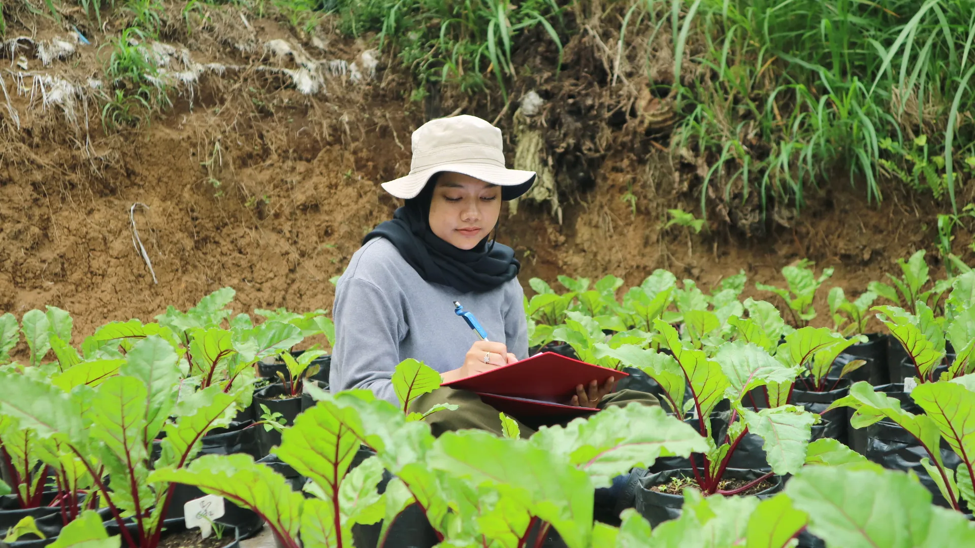 Crop care in Cisaroni, from BIOS44 field documentation