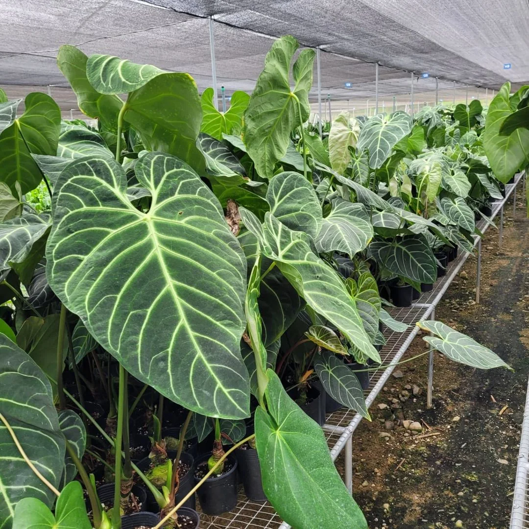 Cultivation & horticulture