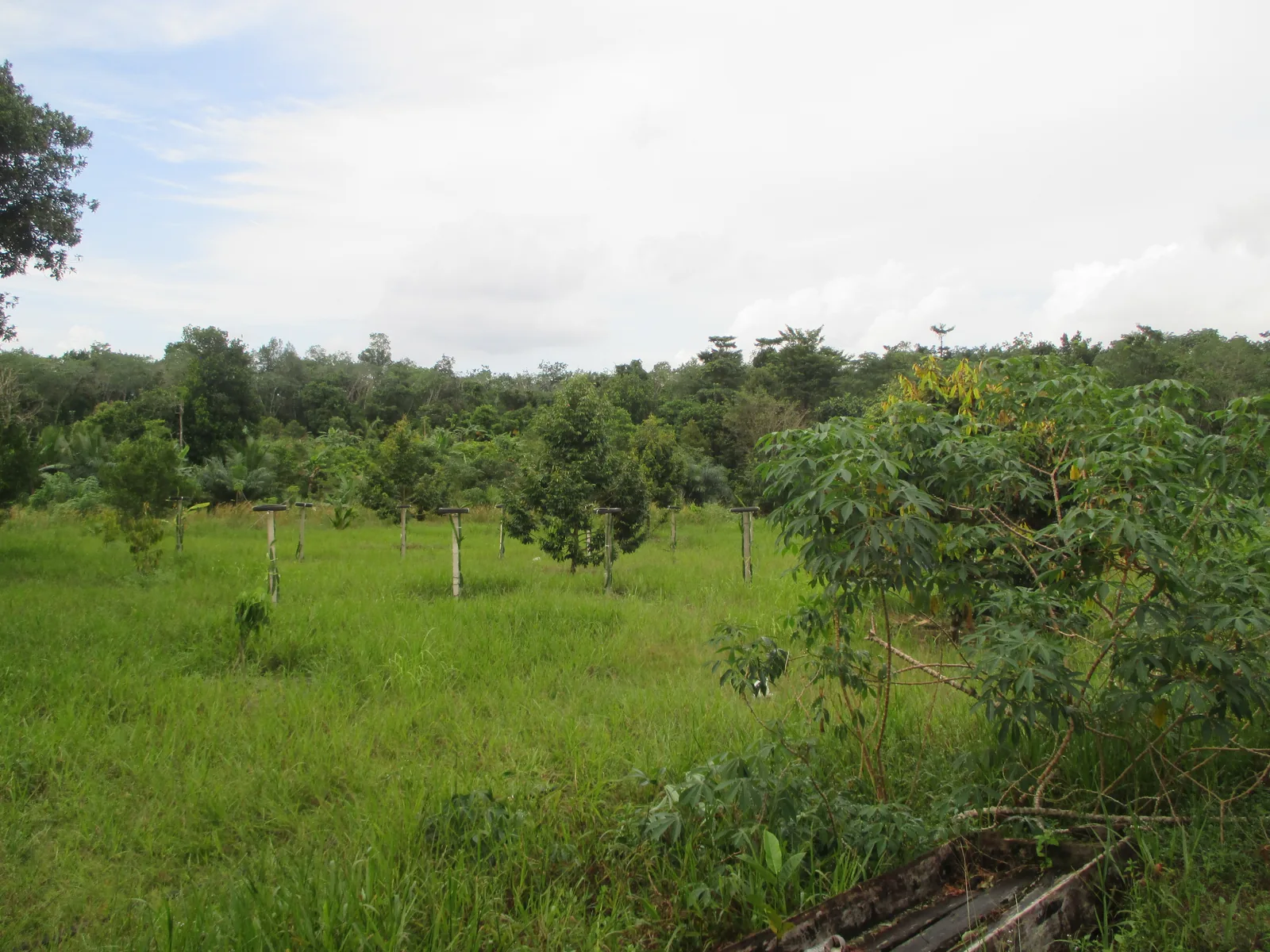 Additional field context from Tapanuli, Sumatera Utara